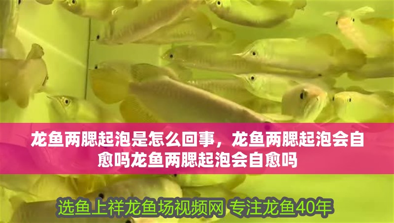 龍魚兩腮起泡是怎么回事，龍魚兩腮起泡會自愈嗎龍魚兩腮起泡會自愈嗎