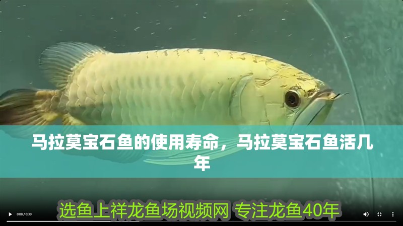 馬拉莫寶石魚的使用壽命，馬拉莫寶石魚活幾年