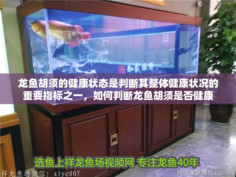 龍魚胡須的健康狀態是判斷其整體健康狀況的重要指標之一，如何判斷龍魚胡須是否健康