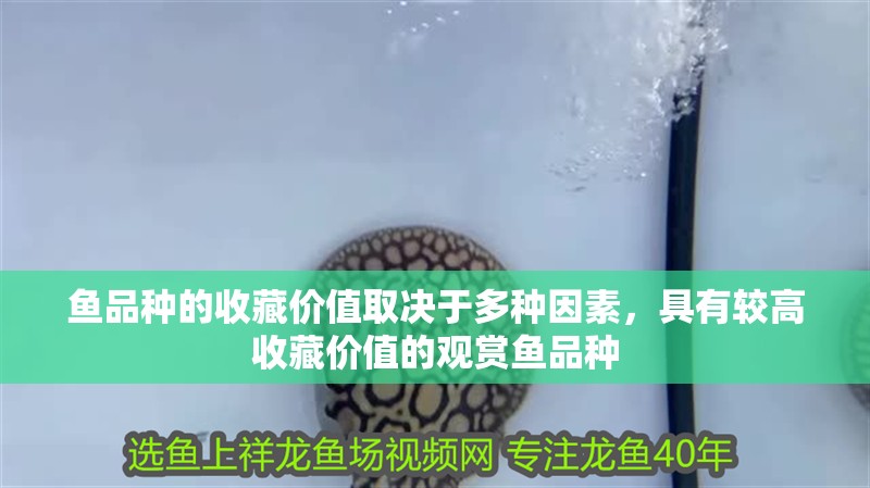 魚品種的收藏價(jià)值取決于多種因素，具有較高收藏價(jià)值的觀賞魚品種