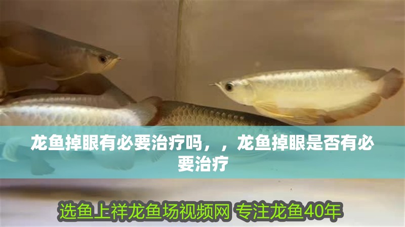龍魚掉眼有必要治療嗎，，龍魚掉眼是否有必要治療