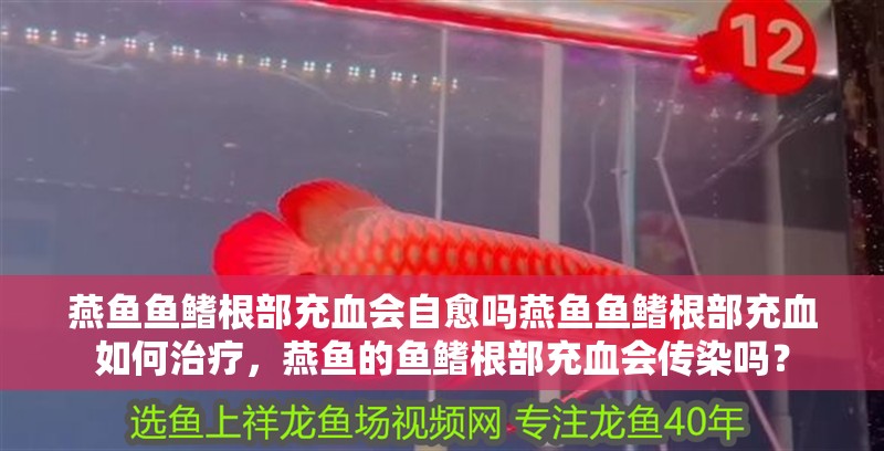 燕魚魚鰭根部充血會自愈嗎燕魚魚鰭根部充血如何治療，燕魚的魚鰭根部充血會傳染嗎？