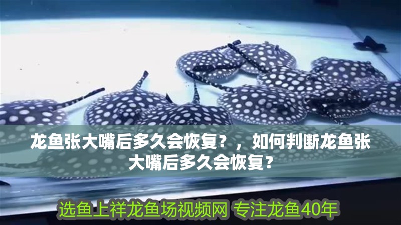 龍魚張大嘴后多久會恢復？，如何判斷龍魚張大嘴后多久會恢復？