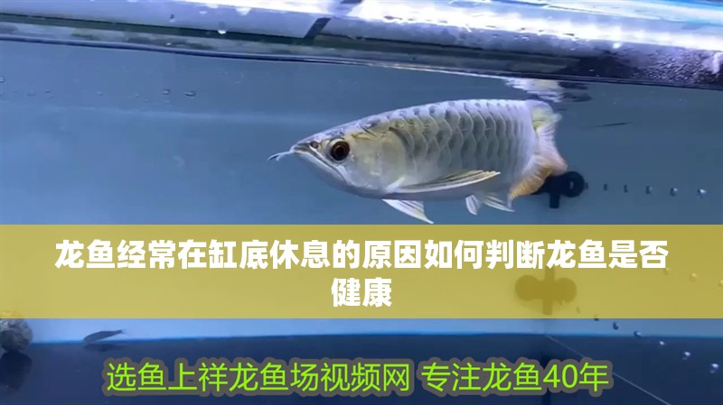 龍魚經(jīng)常在缸底休息的原因如何判斷龍魚是否健康