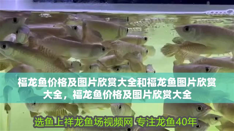 福龍魚價格及圖片欣賞大全和福龍魚圖片欣賞大全，福龍魚價格及圖片欣賞大全