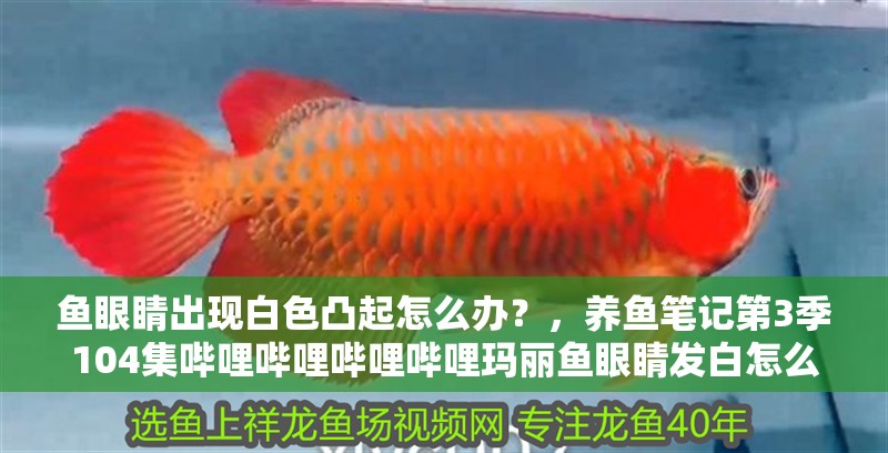 魚眼睛出現(xiàn)白色凸起怎么辦？，養(yǎng)魚筆記第3季104集嗶哩嗶哩嗶哩嗶哩瑪麗魚眼睛發(fā)白怎么回事