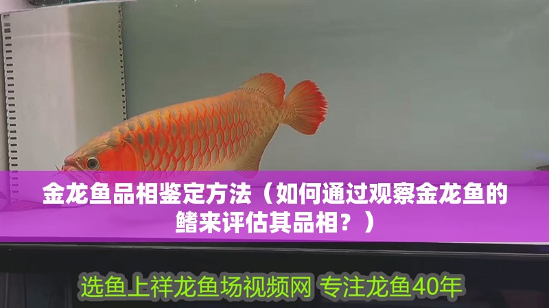 金龍魚(yú)品相鑒定方法（如何通過(guò)觀察金龍魚(yú)的鰭來(lái)評(píng)估其品相？）