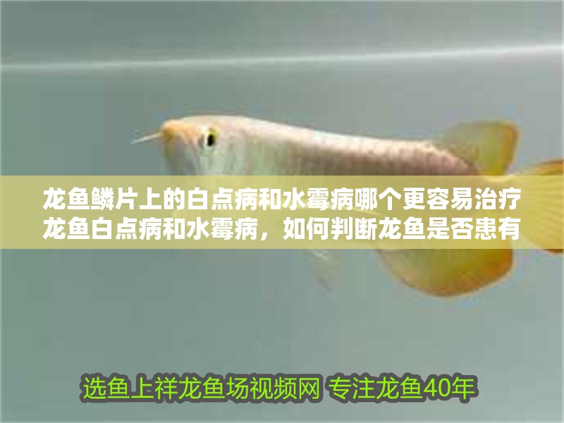 龍魚鱗片上的白點病和水霉病哪個更容易治療龍魚白點病和水霉病，如何判斷龍魚是否患有白點病或水霉病？