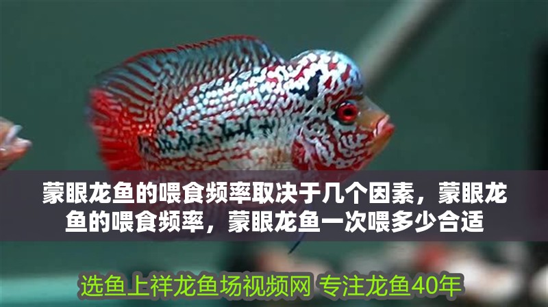 蒙眼龍魚的喂食頻率取決于幾個因素，蒙眼龍魚的喂食頻率，蒙眼龍魚一次喂多少合適