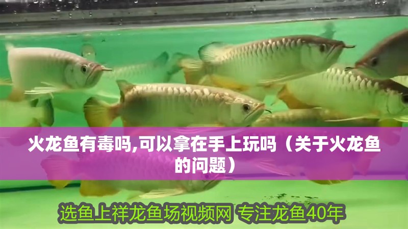 火龍魚有毒嗎,可以拿在手上玩嗎（關于火龍魚的問題）