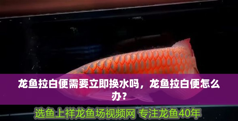 龍魚拉白便需要立即換水嗎，龍魚拉白便怎么辦？
