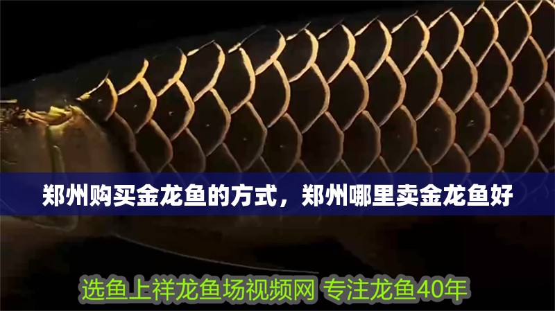 鄭州購買金龍魚的方式，鄭州哪里賣金龍魚好