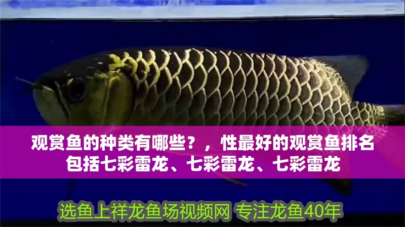 觀賞魚的種類有哪些？，性最好的觀賞魚排名包括七彩雷龍、七彩雷龍、七彩雷龍