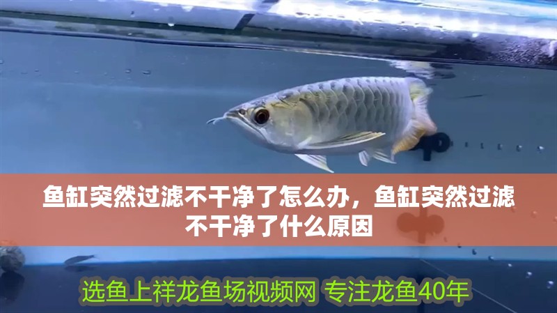 魚缸突然過濾不干凈了怎么辦，魚缸突然過濾不干凈了什么原因