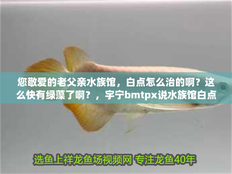 您敬愛的老父親水族館，白點(diǎn)怎么治的啊？這么快有綠藻了啊？，宇寧bmtpx說水族館白點(diǎn)怎么做的,水族館白點(diǎn)怎么治的啊