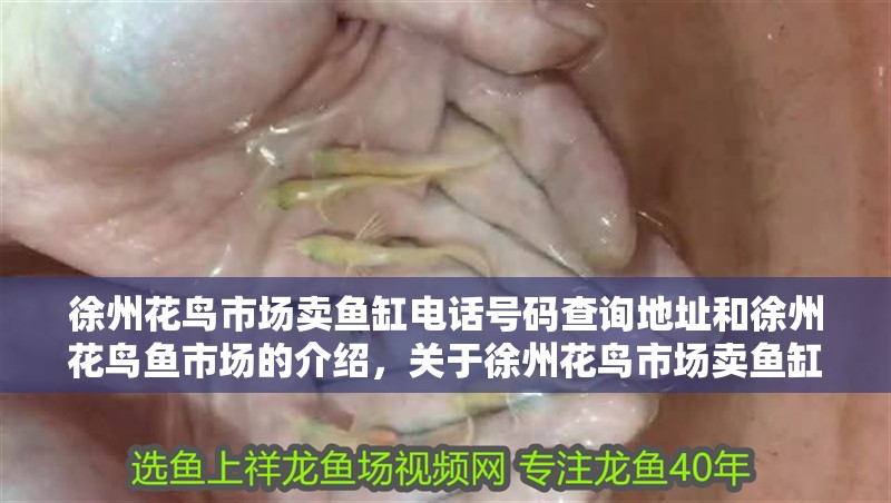 徐州花鳥市場賣魚缸電話號碼查詢地址和徐州花鳥魚市場的介紹，關于徐州花鳥市場賣魚缸電話號碼查詢地址