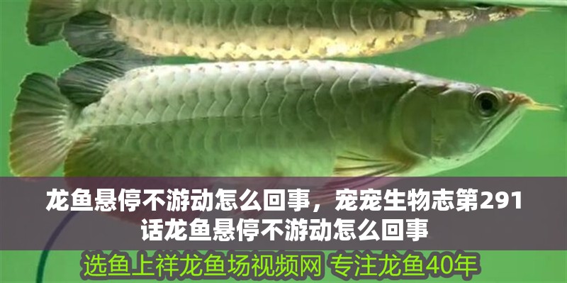 龍魚懸停不游動怎么回事，寵寵生物志第291話龍魚懸停不游動怎么回事