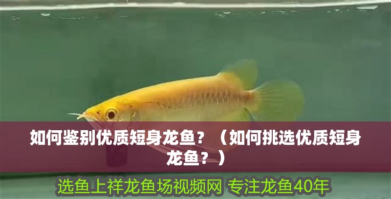 如何鑒別優(yōu)質(zhì)短身龍魚？（如何挑選優(yōu)質(zhì)短身龍魚？）