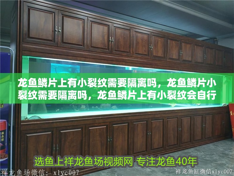 龍魚鱗片上有小裂紋需要隔離嗎，龍魚鱗片小裂紋需要隔離嗎，龍魚鱗片上有小裂紋會自行愈合嗎