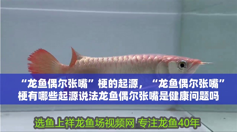 “龍魚偶爾張嘴”梗的起源，“龍魚偶爾張嘴”梗有哪些起源說法龍魚偶爾張嘴是健康問題嗎