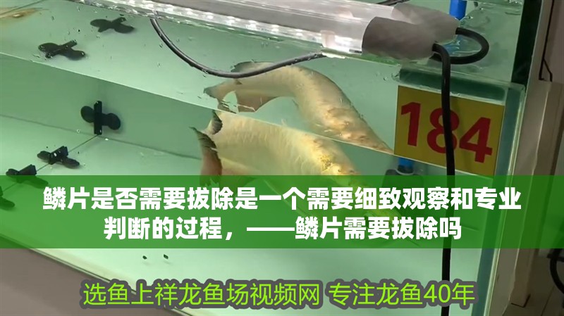 鱗片是否需要拔除是一個需要細致觀察和專業判斷的過程，——鱗片需要拔除嗎