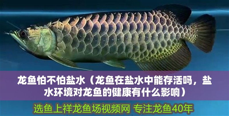 龍魚怕不怕鹽水（龍魚在鹽水中能存活嗎，鹽水環境對龍魚的健康有什么影響）