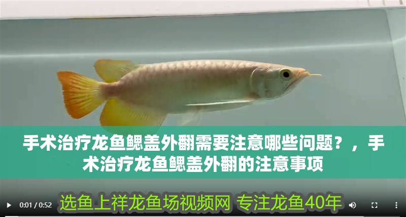 手術治療龍魚鰓蓋外翻需要注意哪些問題？，手術治療龍魚鰓蓋外翻的注意事項