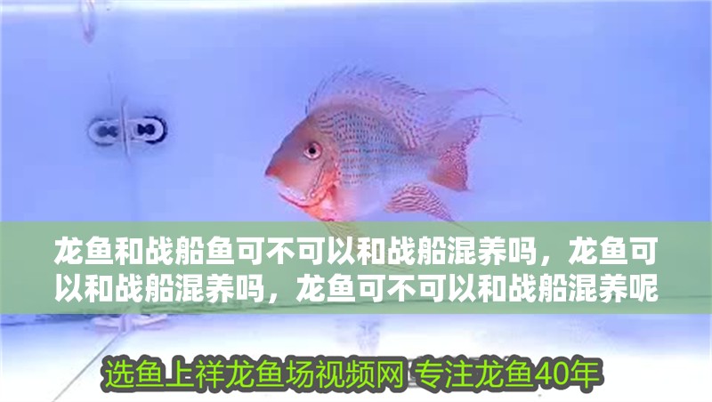 龍魚和戰(zhàn)船魚可不可以和戰(zhàn)船混養(yǎng)嗎，龍魚可以和戰(zhàn)船混養(yǎng)嗎，龍魚可不可以和戰(zhàn)船混養(yǎng)呢