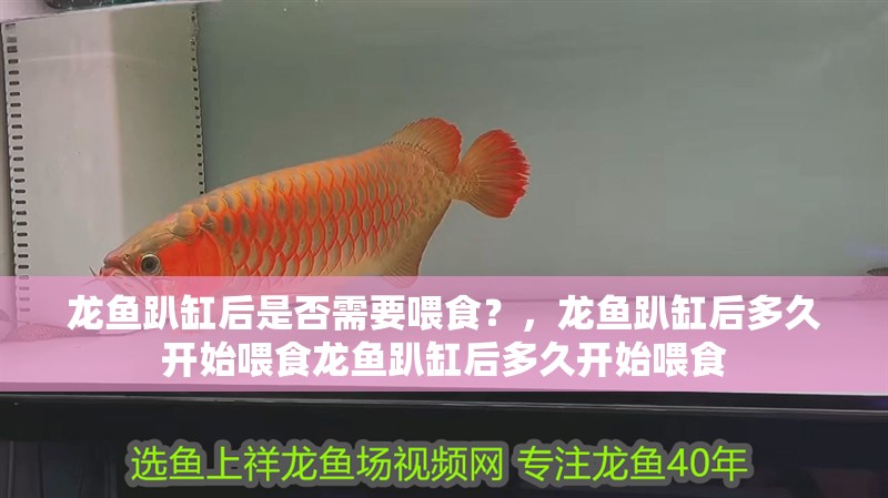 龍魚趴缸后是否需要喂食？，龍魚趴缸后多久開始喂食龍魚趴缸后多久開始喂食
