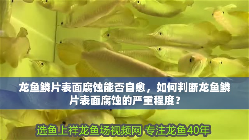 龍魚鱗片表面腐蝕能否自愈，如何判斷龍魚鱗片表面腐蝕的嚴重程度？