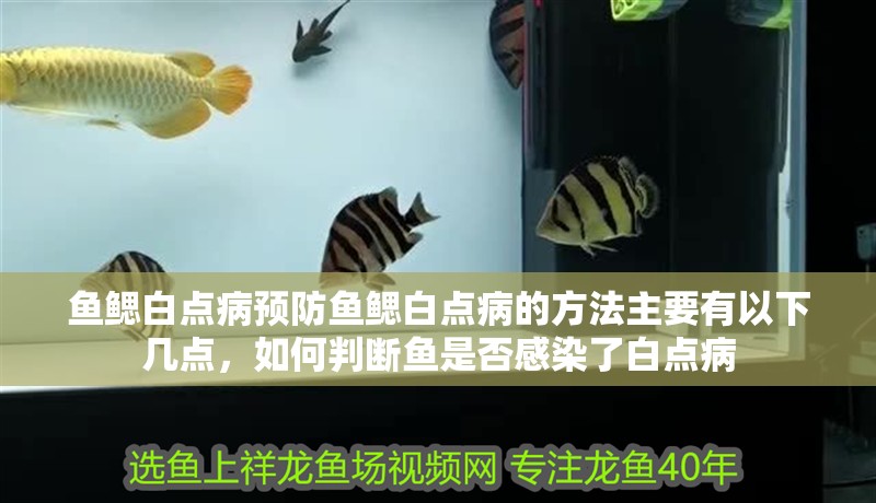魚鰓白點病預防魚鰓白點病的方法主要有以下幾點，如何判斷魚是否感染了白點病