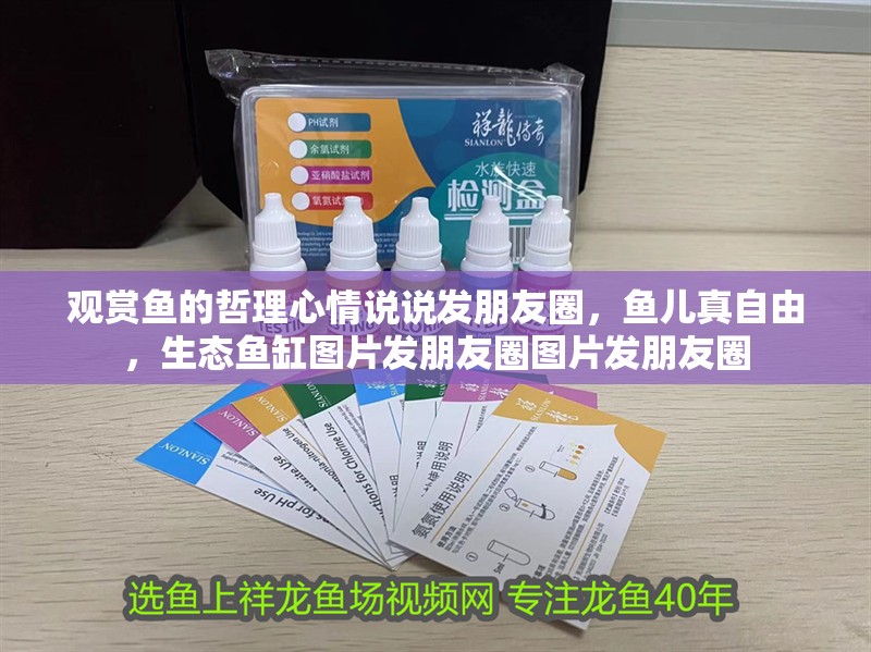 觀賞魚的哲理心情說說發朋友圈，魚兒真自由，生態魚缸圖片發朋友圈圖片發朋友圈