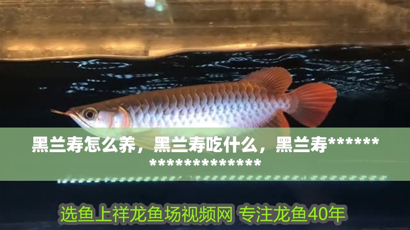 黑蘭壽怎么養，黑蘭壽吃什么，黑蘭壽*******************