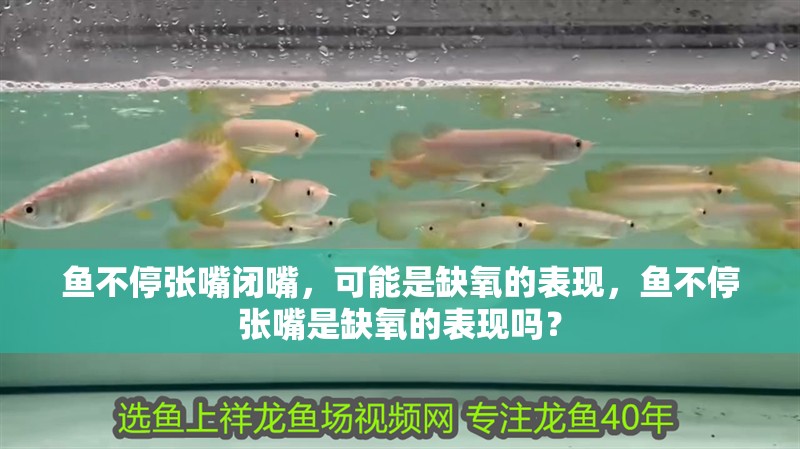 魚不停張嘴閉嘴，可能是缺氧的表現(xiàn)，魚不停張嘴是缺氧的表現(xiàn)嗎？