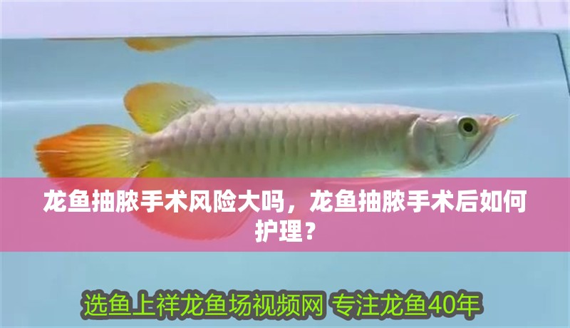 龍魚抽膿手術風險大嗎，龍魚抽膿手術后如何護理？
