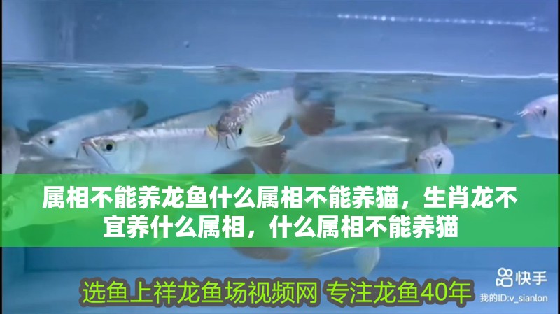 屬相不能養龍魚什么屬相不能養貓，生肖龍不宜養什么屬相，什么屬相不能養貓