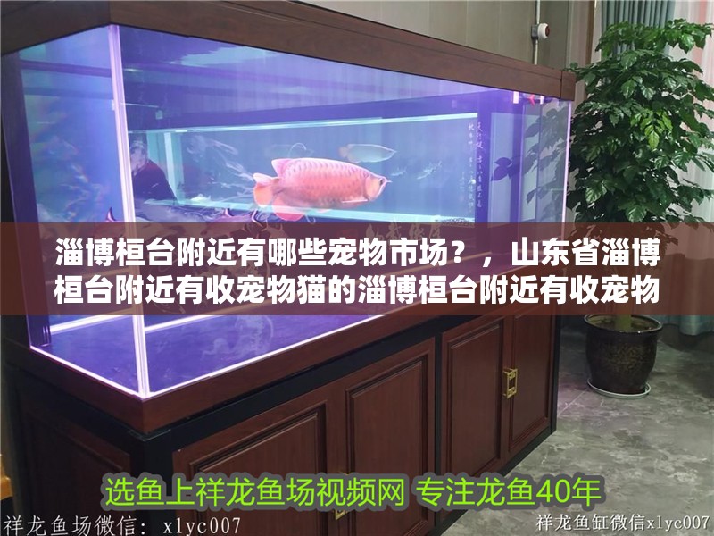 淄博桓臺附近有哪些寵物市場？，山東省淄博桓臺附近有收寵物貓的淄博桓臺附近有收寵物貓的