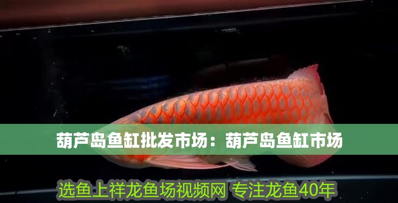 葫蘆島魚(yú)缸批發(fā)市場(chǎng)：葫蘆島魚(yú)缸市場(chǎng)