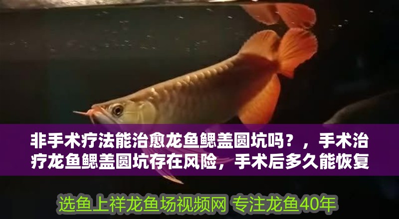 非手術療法能治愈龍魚鰓蓋圓坑嗎?,手術治療龍魚鰓蓋圓坑存在風險,手術后多久能恢復 龍魚百科 第3張 非手術療法能治愈龍魚鰓蓋圓坑嗎?,手術治療龍魚鰓蓋圓坑存在風險,手術后多久能恢復 非手術療法能治愈龍魚鰓蓋圓坑嗎?,手術治療龍魚鰓蓋圓坑存在風險,手術后多久能恢復 龍魚百科 第3張