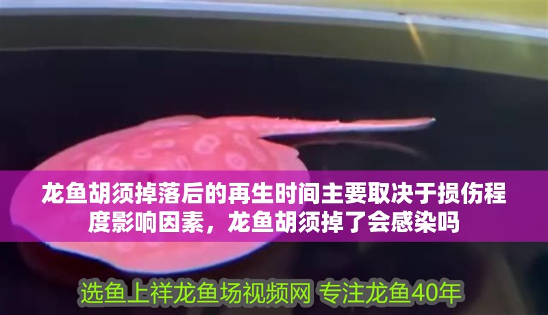 龍魚胡須掉落后的再生時(shí)間主要取決于損傷程度影響因素，龍魚胡須掉了會(huì)感染嗎
