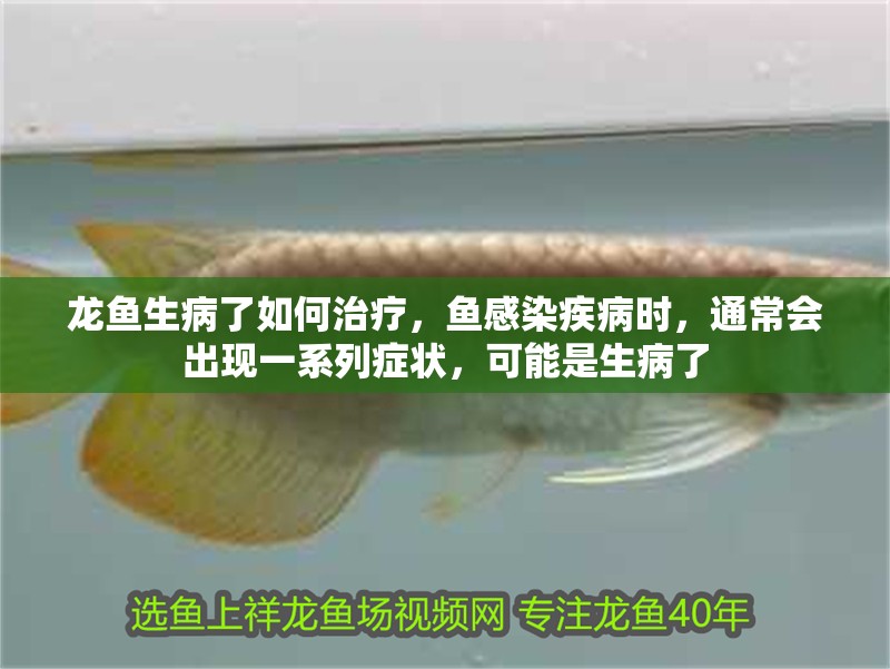 龍魚生病了如何治療，魚感染疾病時，通常會出現一系列癥狀，可能是生病了