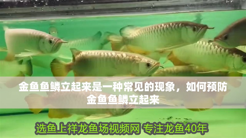 金魚魚鱗立起來是一種常見的現象，如何預防金魚魚鱗立起來