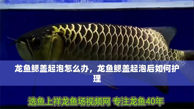 龍魚鰓蓋起泡怎么辦，龍魚鰓蓋起泡后如何護理