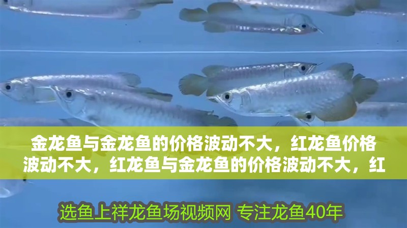 金龍魚與金龍魚的價格波動不大，紅龍魚價格波動不大，紅龍魚與金龍魚的價格波動不大，紅龍魚價格波動不大