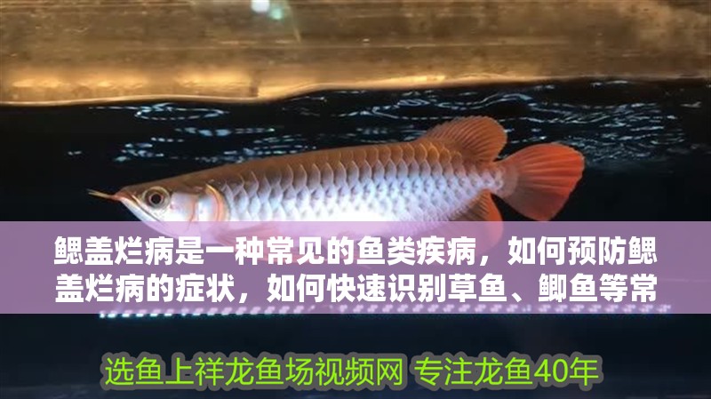 鰓蓋爛病是一種常見的魚類疾病，如何預防鰓蓋爛病的癥狀，如何快速識別草魚、鯽魚等常見病魚特征