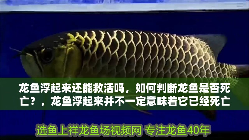 龍魚浮起來還能救活嗎，如何判斷龍魚是否死亡？，龍魚浮起來并不一定意味著它已經死亡