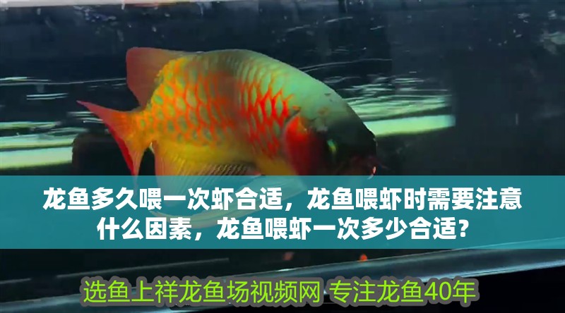 龍魚多久喂一次蝦合適，龍魚喂蝦時(shí)需要注意什么因素，龍魚喂蝦一次多少合適？