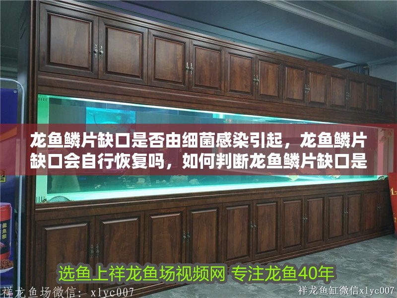 龍魚(yú)鱗片缺口是否由細(xì)菌感染引起，龍魚(yú)鱗片缺口會(huì)自行恢復(fù)嗎，如何判斷龍魚(yú)鱗片缺口是否由細(xì)菌感染引起