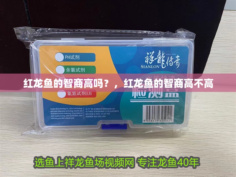 紅龍魚的智商高嗎？，紅龍魚的智商高不高