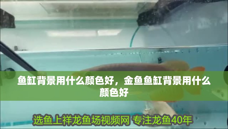 魚缸背景用什么顏色好，金魚魚缸背景用什么顏色好